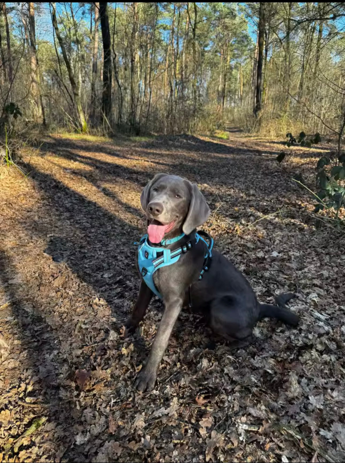 Stop Pulling in Minutes™ Dog Harness
